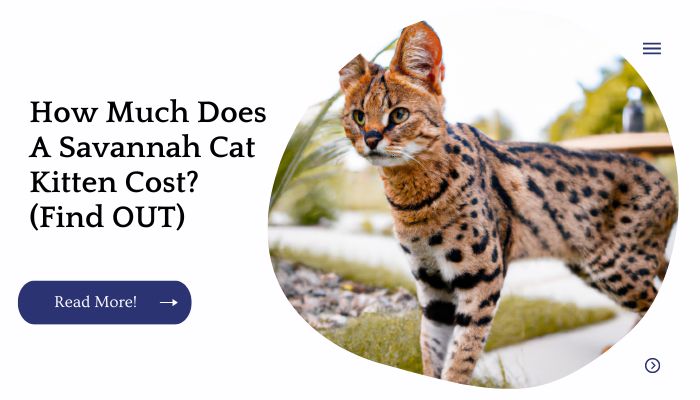 How Much Does A Savannah Cat Kitten Cost? (Find OUT)
