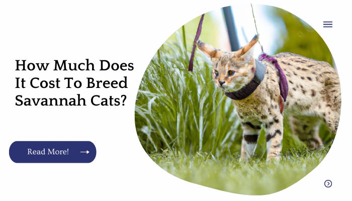 How Much Does It Cost To Breed Savannah Cats?