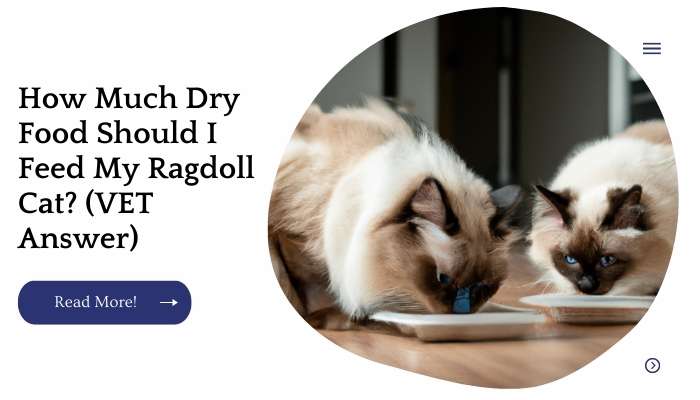 How Much Dry Food Should I Feed My Ragdoll Cat? (VET Answer)