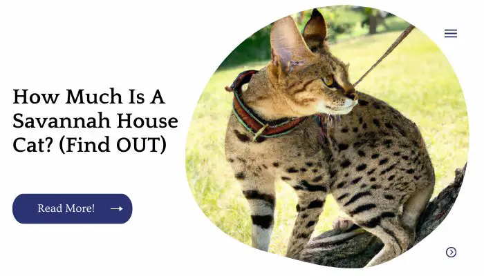 How Much Is A Savannah House Cat? (Find OUT)