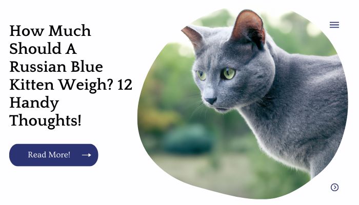 How Much Should A Russian Blue Kitten Weigh? 12 Handy Thoughts!
