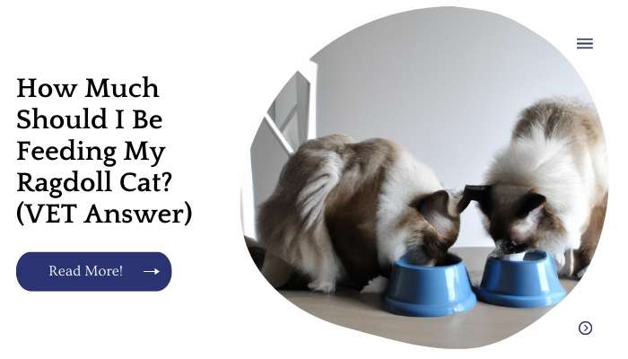 How Much Should I Be Feeding My Ragdoll Cat? (VET Answer)