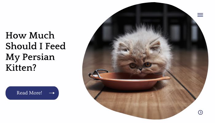 How Much Should I Feed My Persian Kitten 