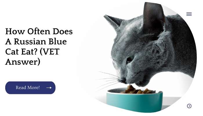 How Often Does A Russian Blue Cat Eat? (VET Answer)