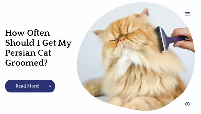 How Often Should I Get My Persian Cat Groomed?