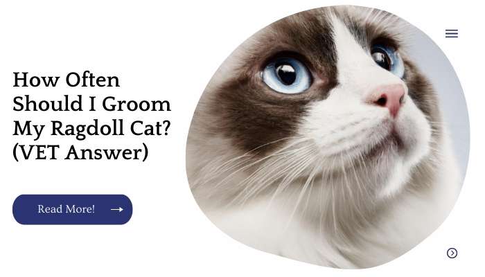 How Often Should I Groom My Ragdoll Cat? (VET Answer)