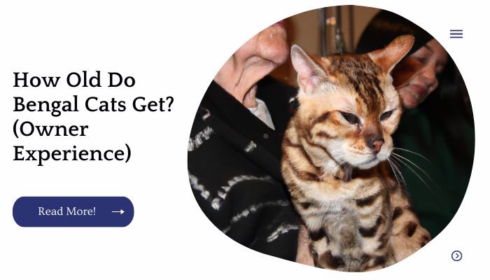 How Old Do Bengal Cats Get? (Owner Experience)