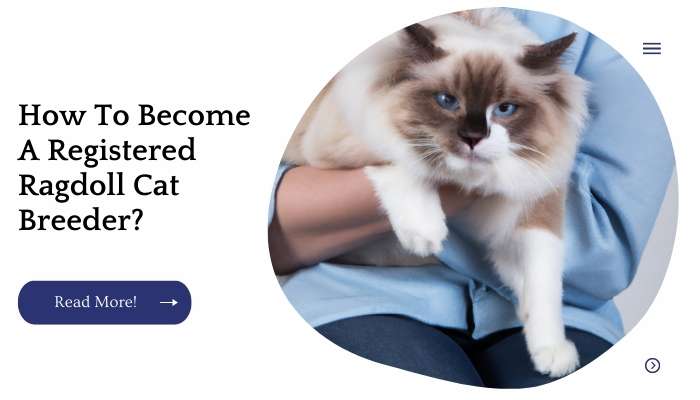 How To Become A Registered Ragdoll Cat Breeder?