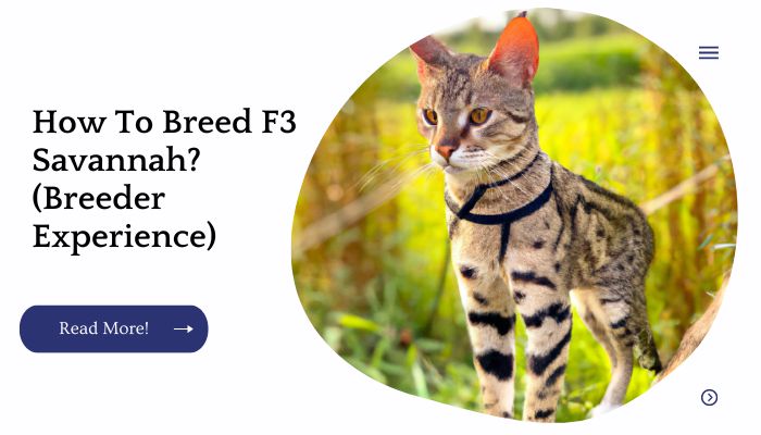 How To Breed F3 Savannah? (Breeder Experience)