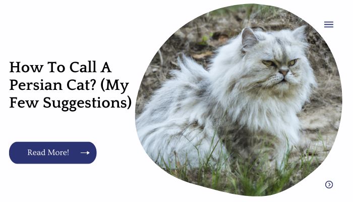 How To Call A Persian Cat? (My Few Suggestions)