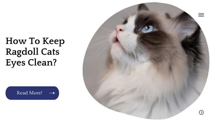 How To Keep Ragdoll Cats Eyes Clean?