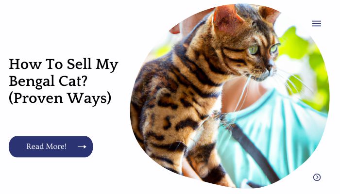 How To Sell My Bengal Cat? (Proven Ways)