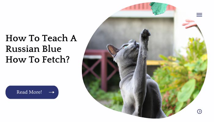 How To Teach A Russian Blue How To Fetch?