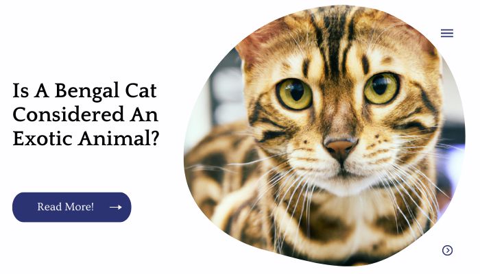 Is A Bengal Cat Considered An Exotic Animal?