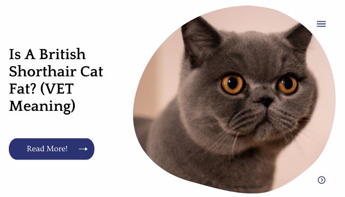 Is A British Shorthair Cat Fat? (VET Meaning)