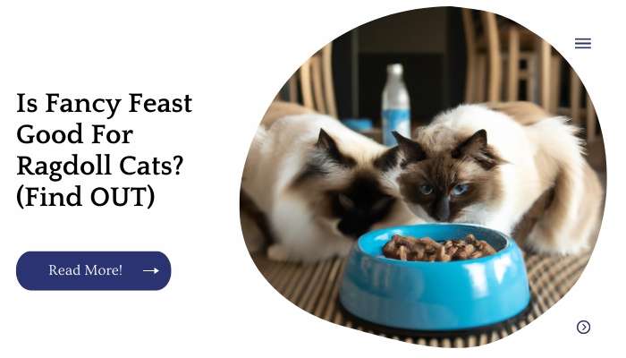 Is Fancy Feast Good For Ragdoll Cats? (Find OUT)