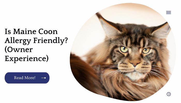 Is Maine Coon Allergy Friendly? (Owner Experience)