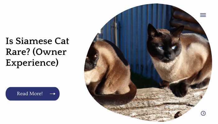 Is Siamese Cat Rare? (Owner Experience)