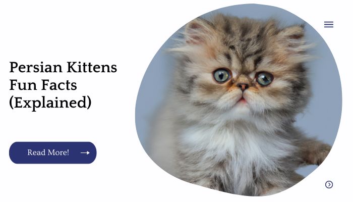 Persian Kittens Fun Facts (Explained)