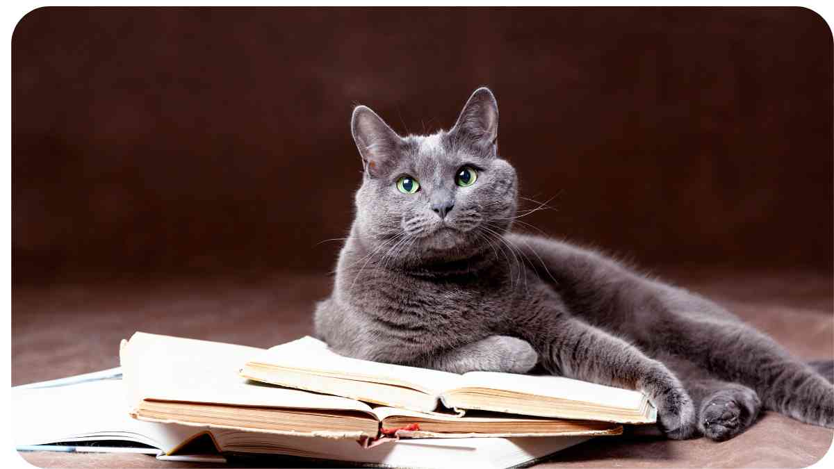 Understanding and Addressing Russian Blue Cat Behavior Issues