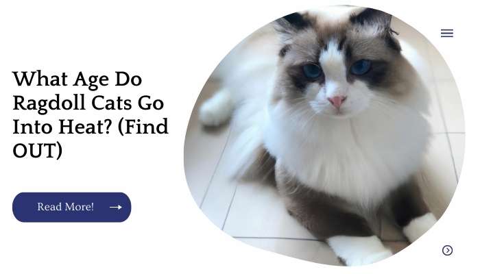 What Age Do Ragdoll Cats Go Into Heat? (Find OUT)