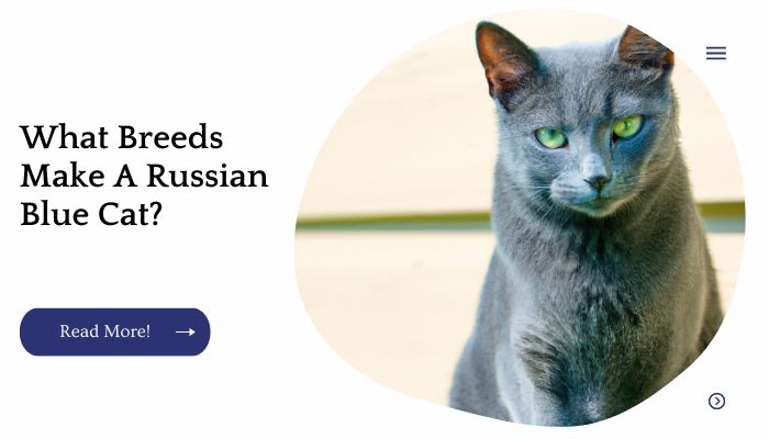 What Breeds Make A Russian Blue Cat?