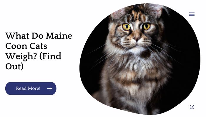What Do Maine Coon Cats Weigh? (Find Out)