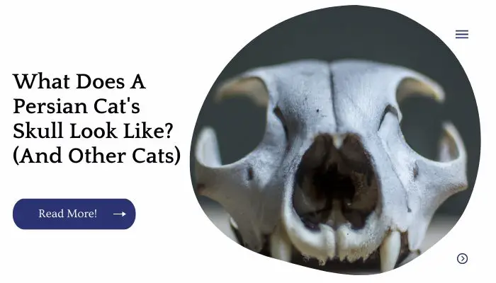 What Does A Persian Cat's Skull Look Like? (And Other Cats)