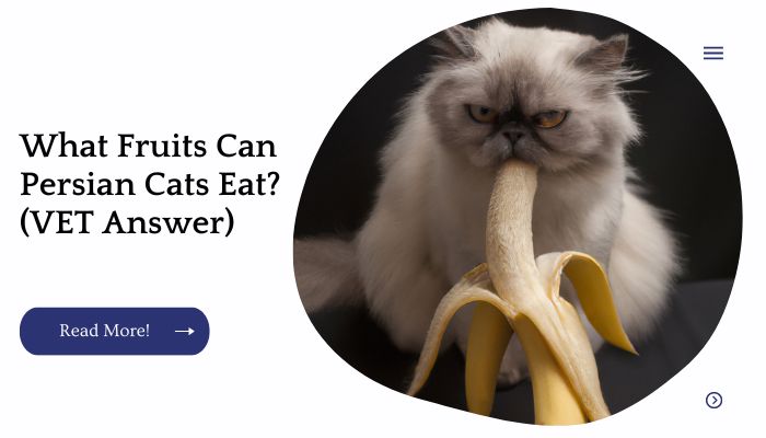 What Fruits Can Persian Cats Eat? (VET Answer)