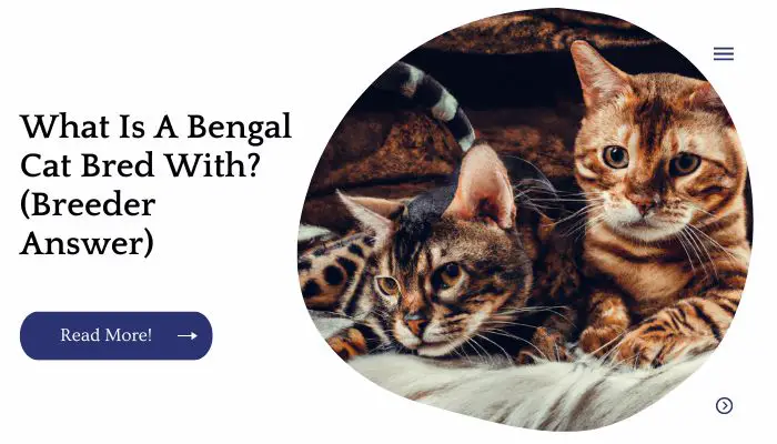 What Is A Bengal Cat Bred With? (Breeder Answer)
