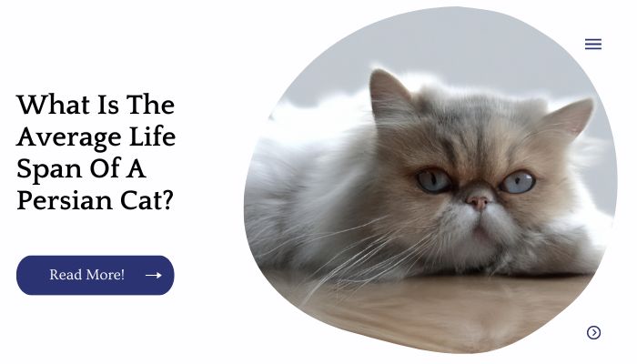What Is The Average Life Span Of A Persian Cat?