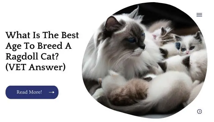 What Is The Best Age To Breed A Ragdoll Cat? (VET Answer)