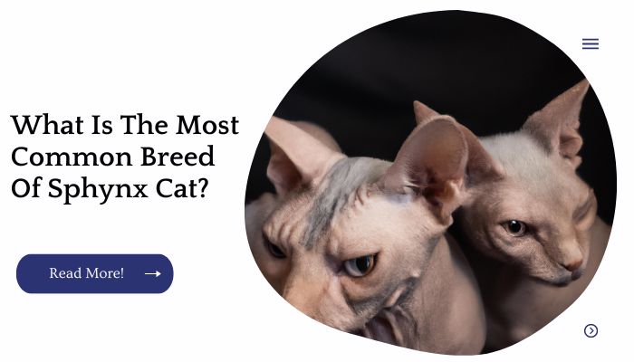What Is The Most Common Breed Of Sphynx Cat?
