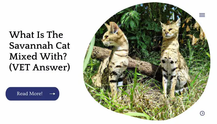 What is the Savannah cat mixed with? This is a question many people are asking because the Savannah cat is so exotic looking.