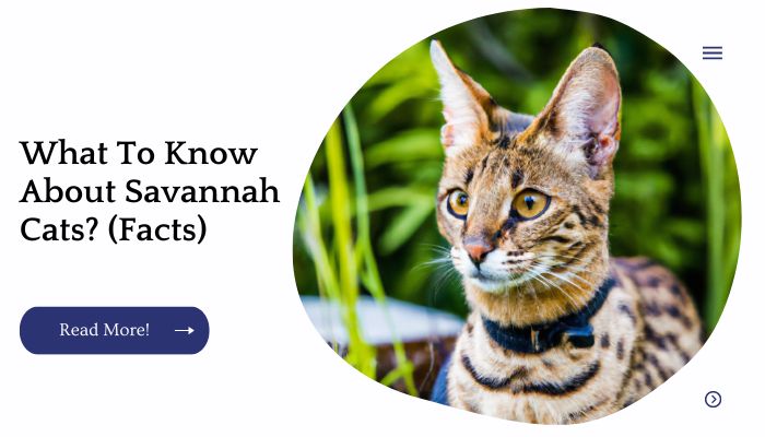 What To Know About Savannah Cats? (Facts)