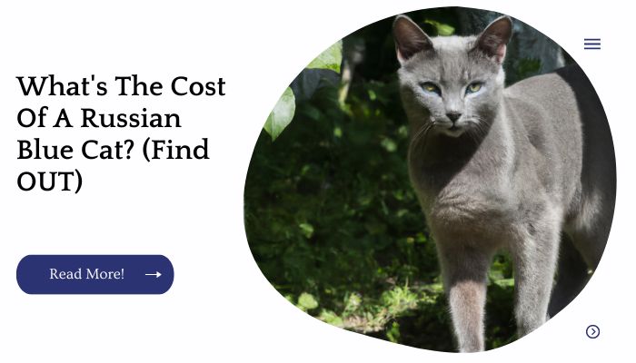 What's The Cost Of A Russian Blue Cat? (FInd OUT)