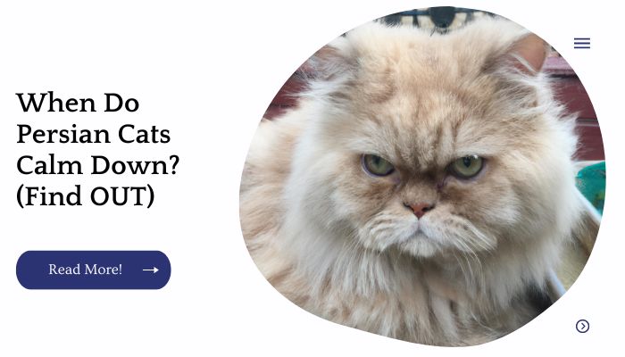 When Do Persian Cats Calm Down? (Find OUT)