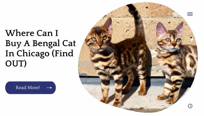 Where Can I Buy A Bengal Cat In Chicago (Find OUT)