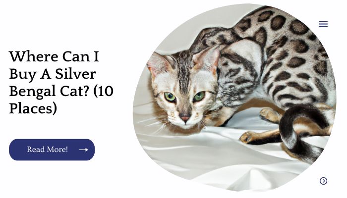 Where Can I Buy A Silver Bengal Cat? (10 Places)
