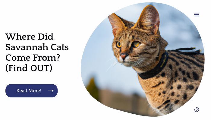Where Did Savannah Cats Come From? (Find OUT)