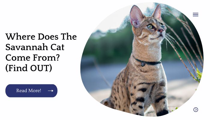 Where Does The Savannah Cat Come From? (Find OUT)