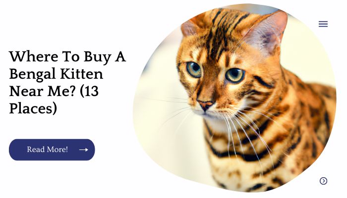 Where To Buy A Bengal Kitten Near Me? (13 Places)