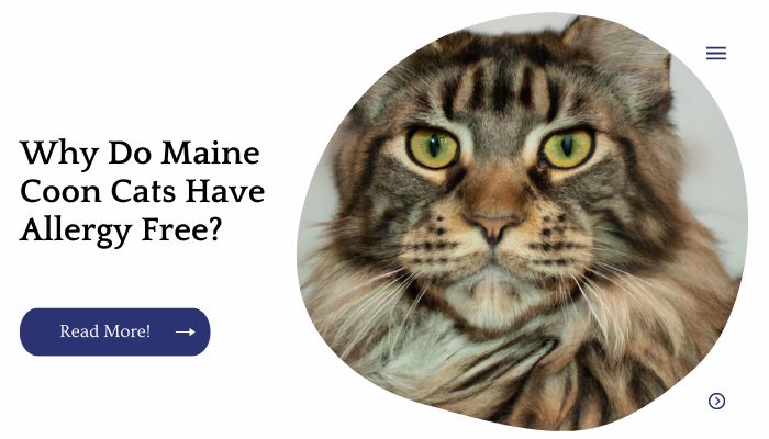 Why Do Maine Coon Cats Have Allergy Free?