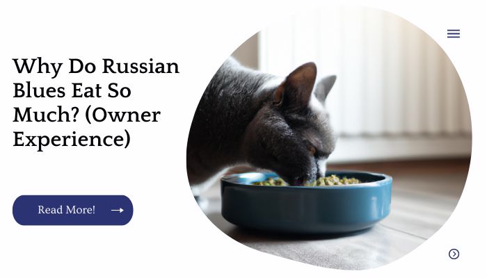 Why Do Russian Blues Eat So Much? (Owner Experience)
