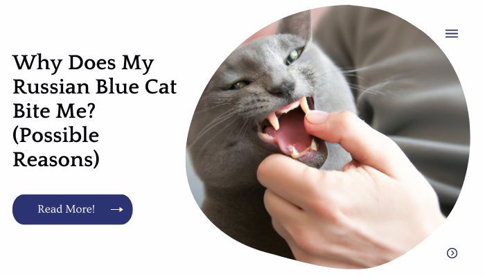 Why Does My Russian Blue Cat Bite Me? (Possible Reasons)