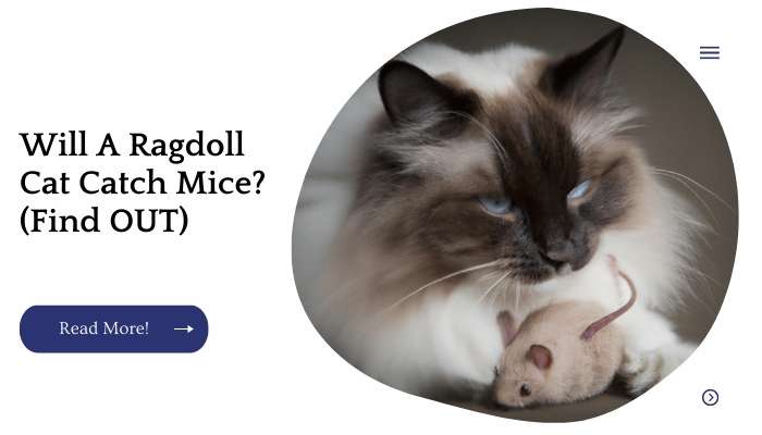 Will A Ragdoll Cat Catch Mice? (Find OUT)