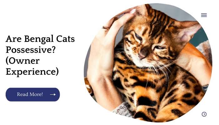 Are Bengal Cats Possessive? (Owner Experience)
