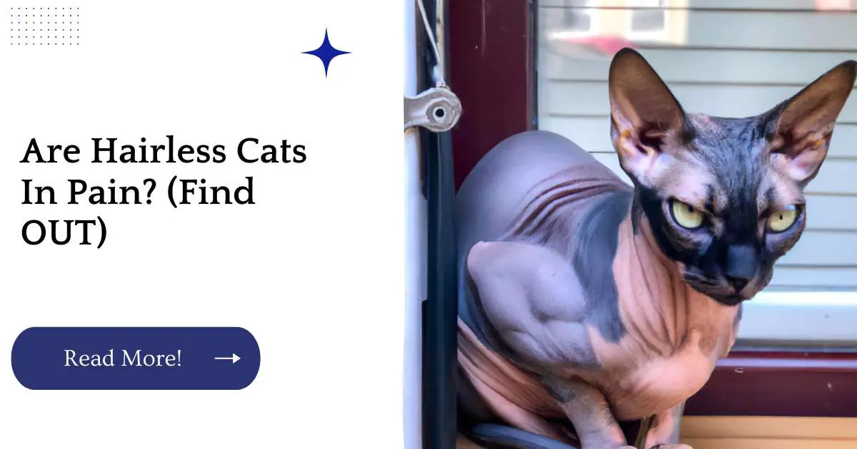 Are Hairless Cats In Pain? (Find OUT)