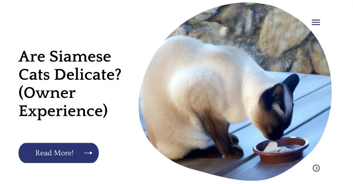 Are Siamese Cats Delicate? (Owner Experience)