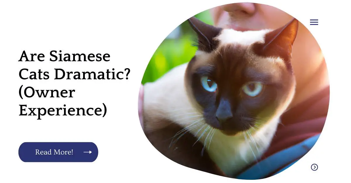 Are Siamese Cats Dramatic? (Owner Experience)